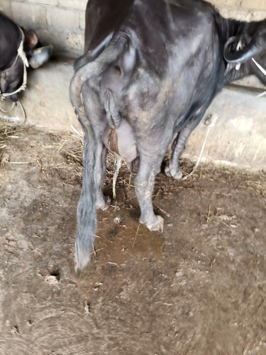 થંબનેલ 2