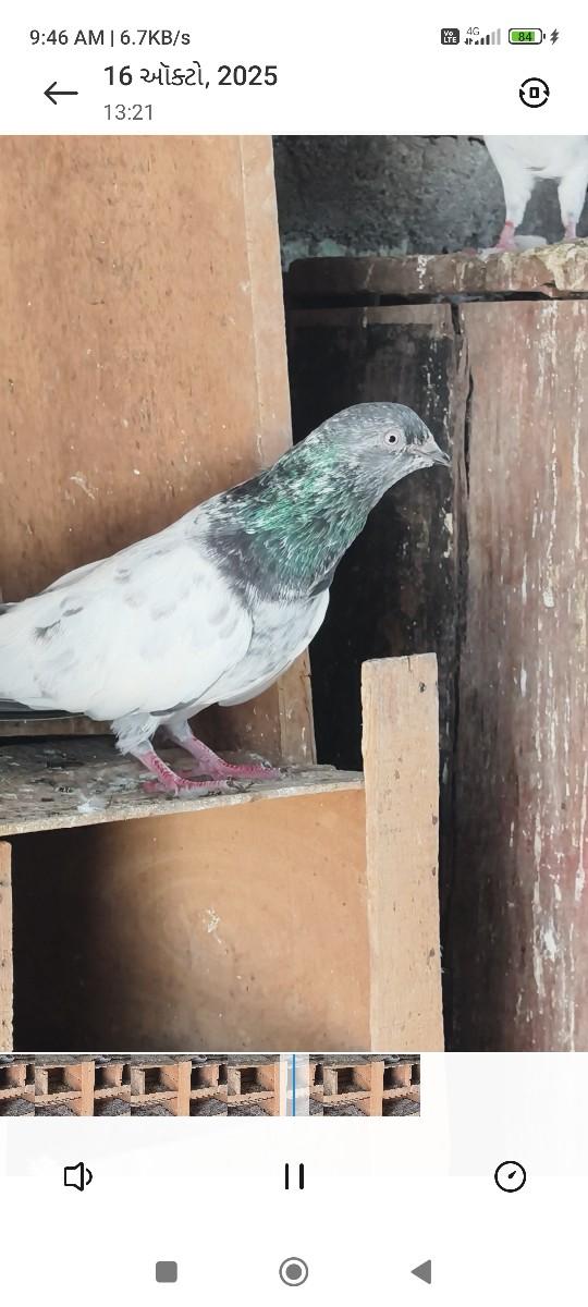 નર છે બોઙર વારો પુરી હાઈઙ