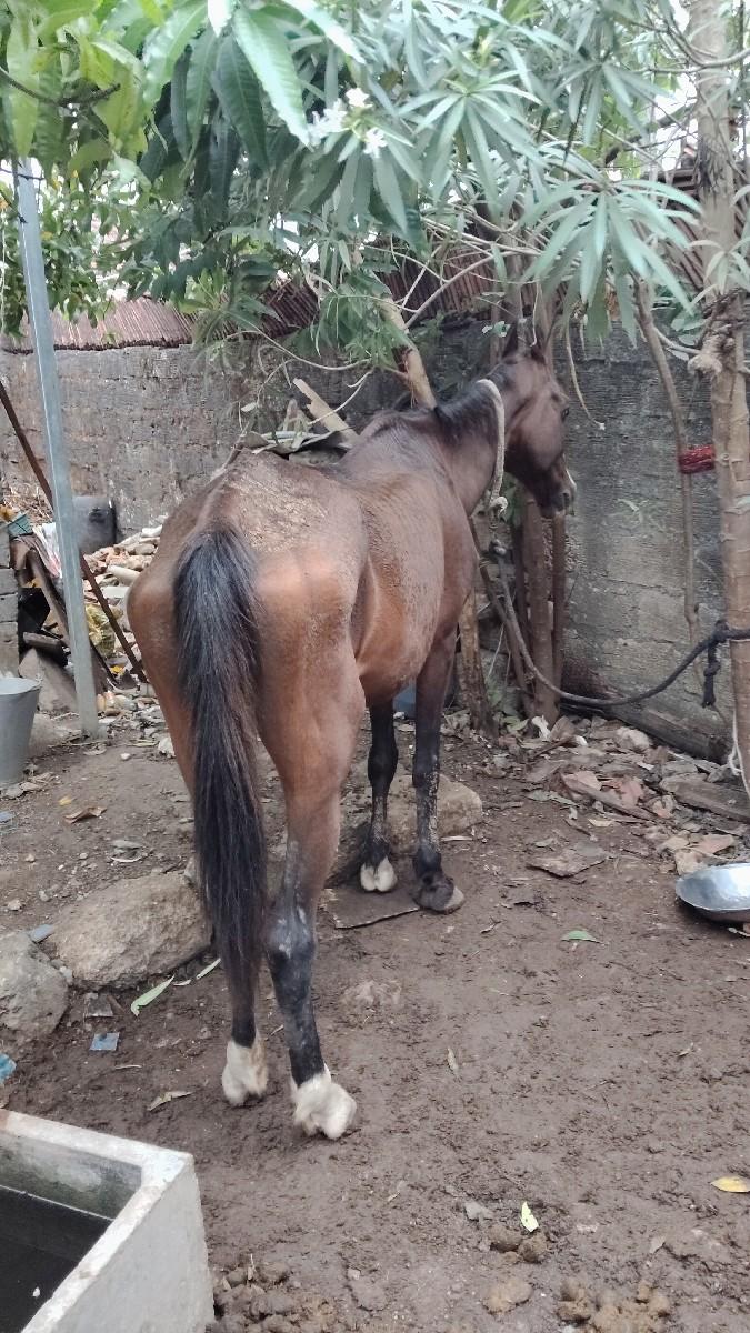 થંબનેલ 3