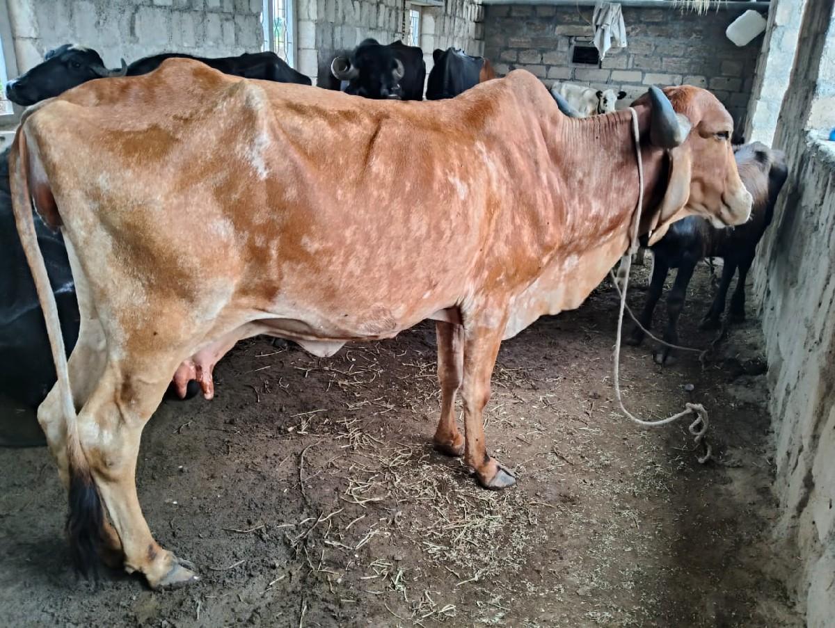 થંબનેલ 2