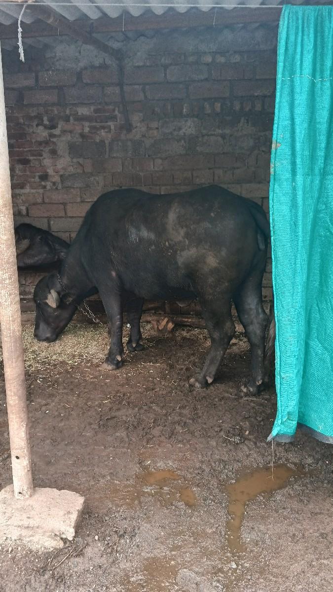 થંબનેલ 2