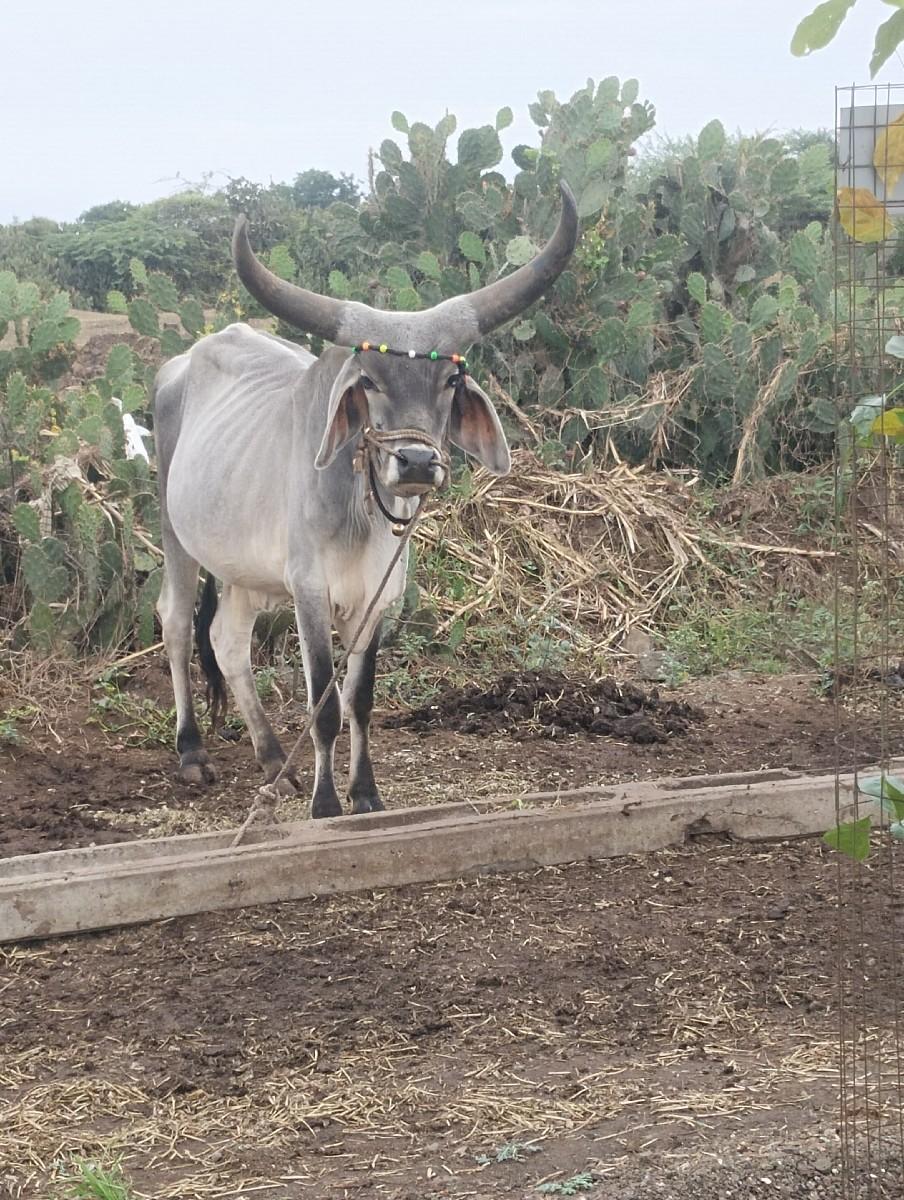 થંબનેલ 2