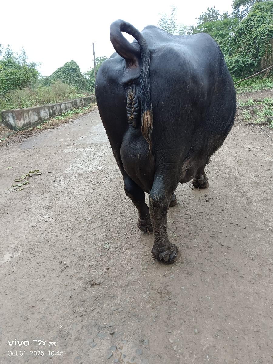 થંબનેલ 3