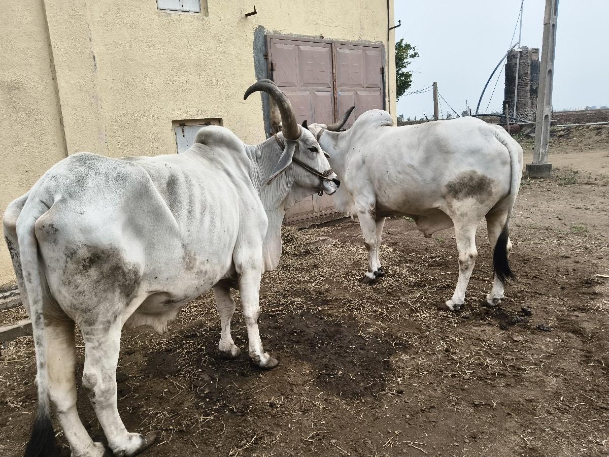 થંબનેલ 2