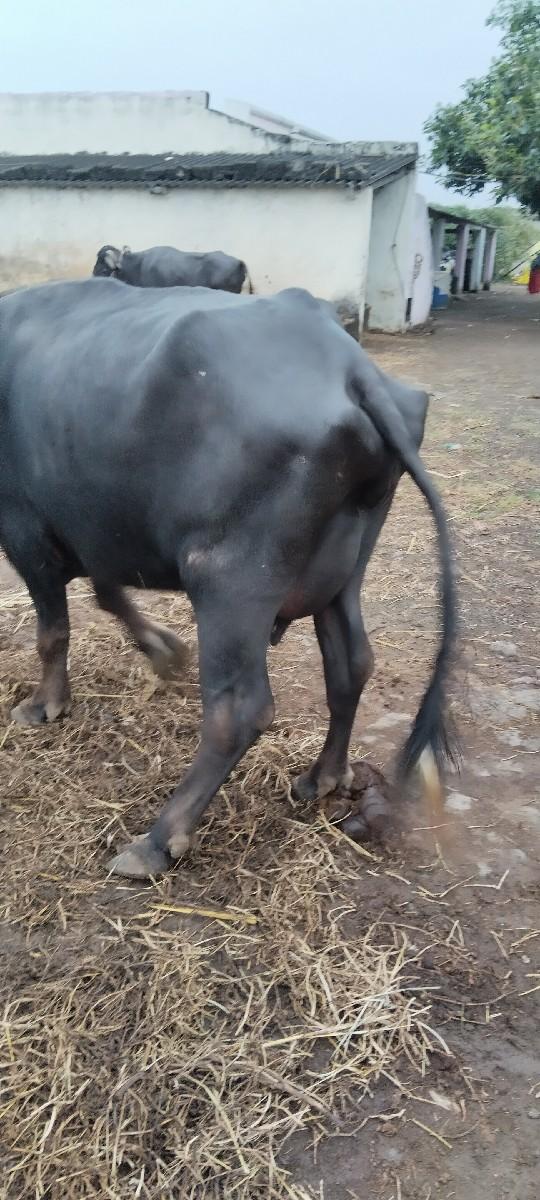 થંબનેલ 2