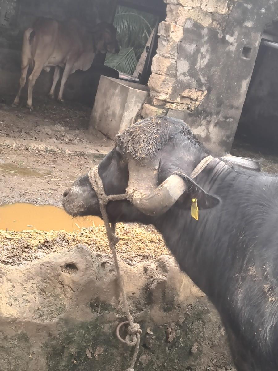 થંબનેલ 3