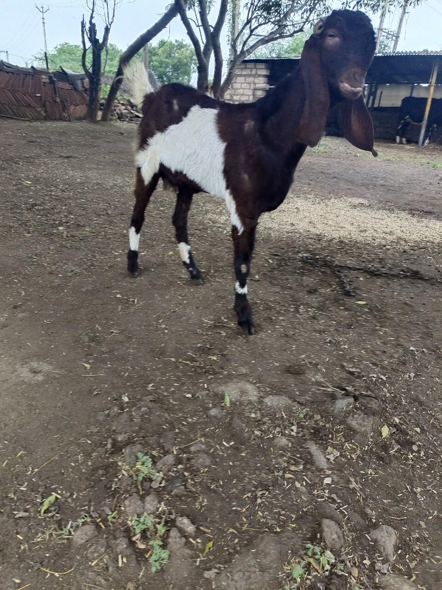 થંબનેલ 3