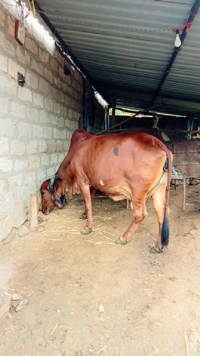 થંબનેલ 3