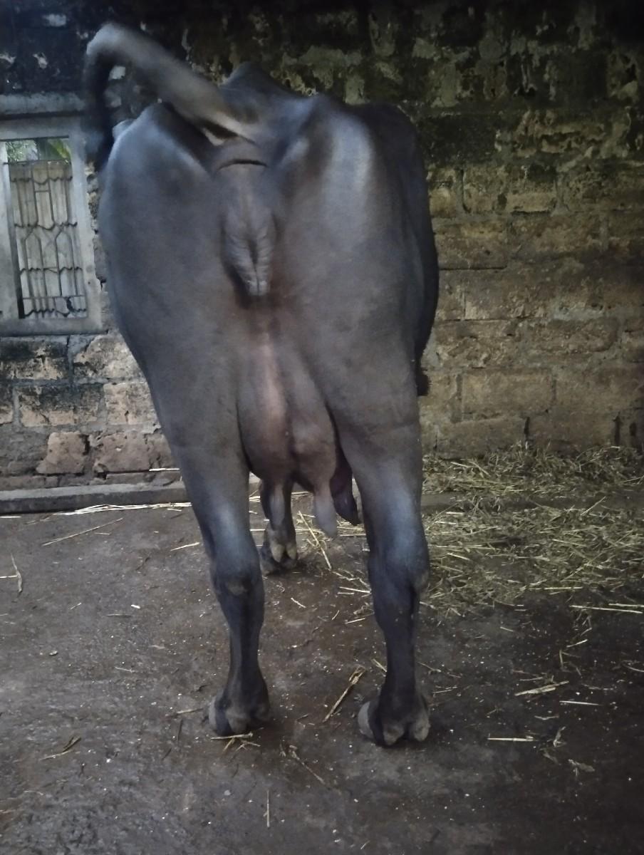 થંબનેલ 3