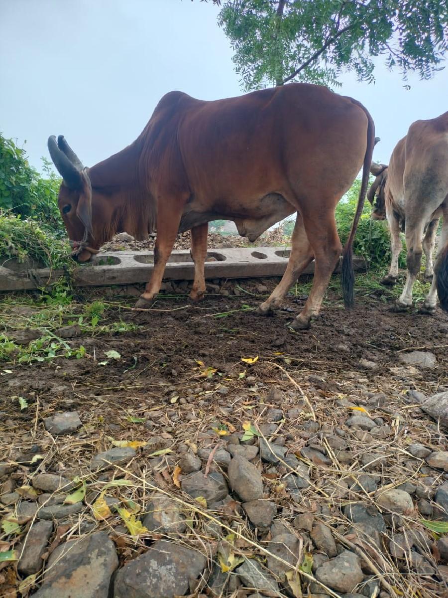 ગોઢલા વેસવાના છે