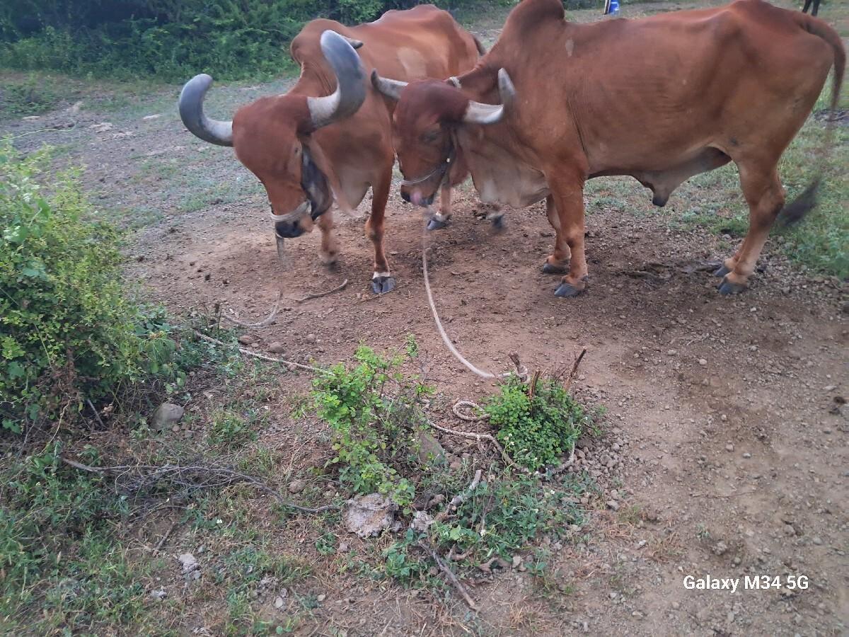 થંબનેલ 2