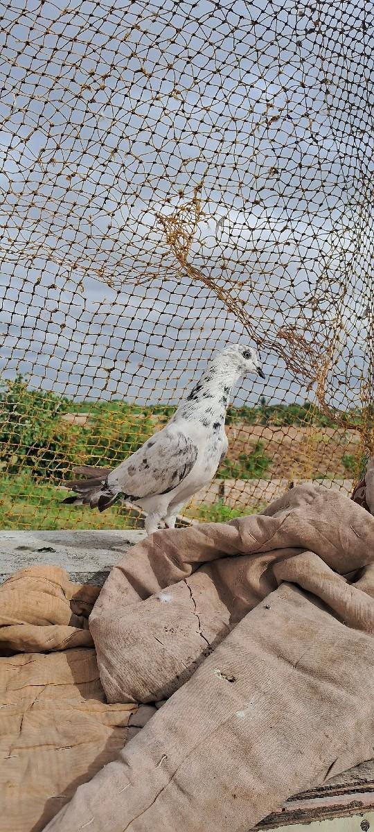 થંબનેલ 2