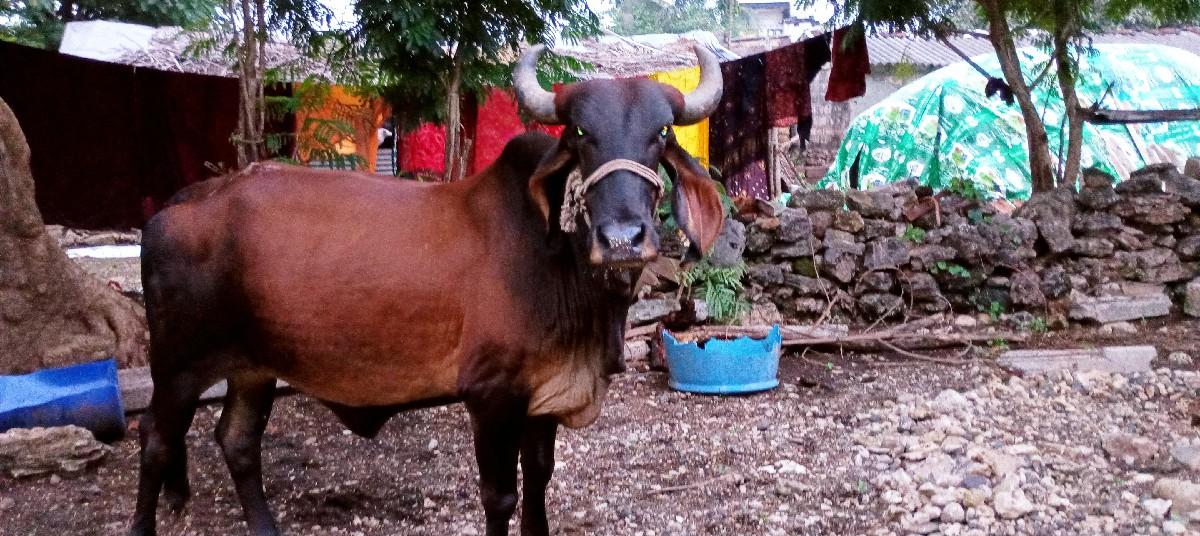 થંબનેલ 2