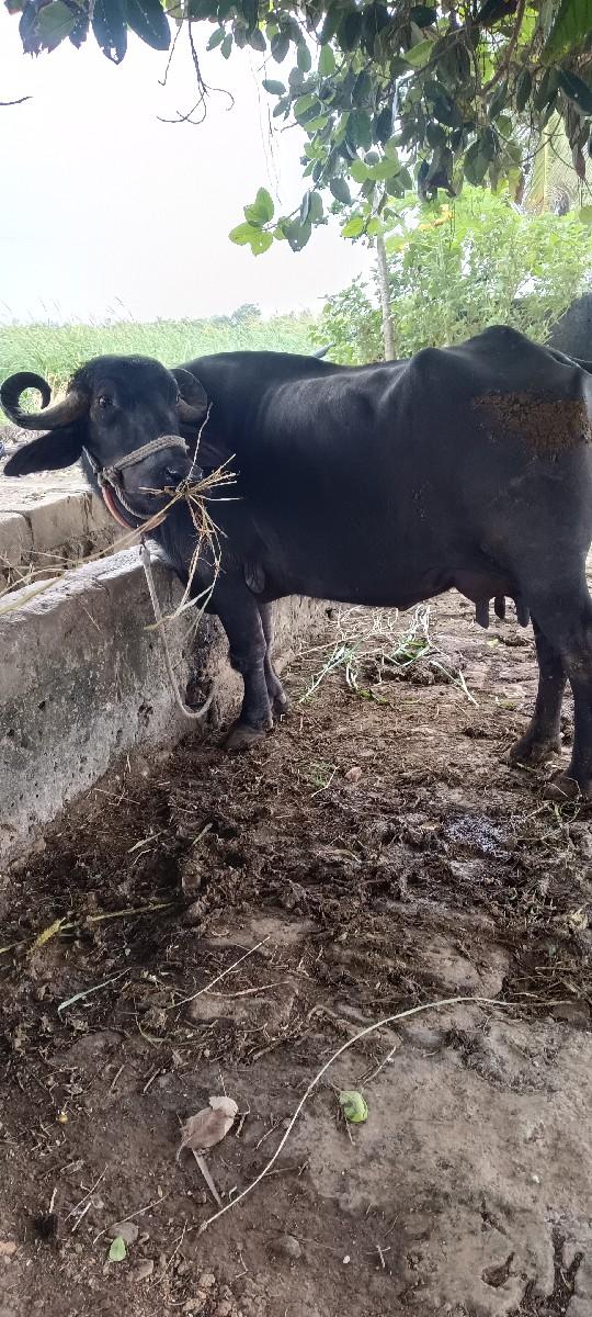 થંબનેલ 2