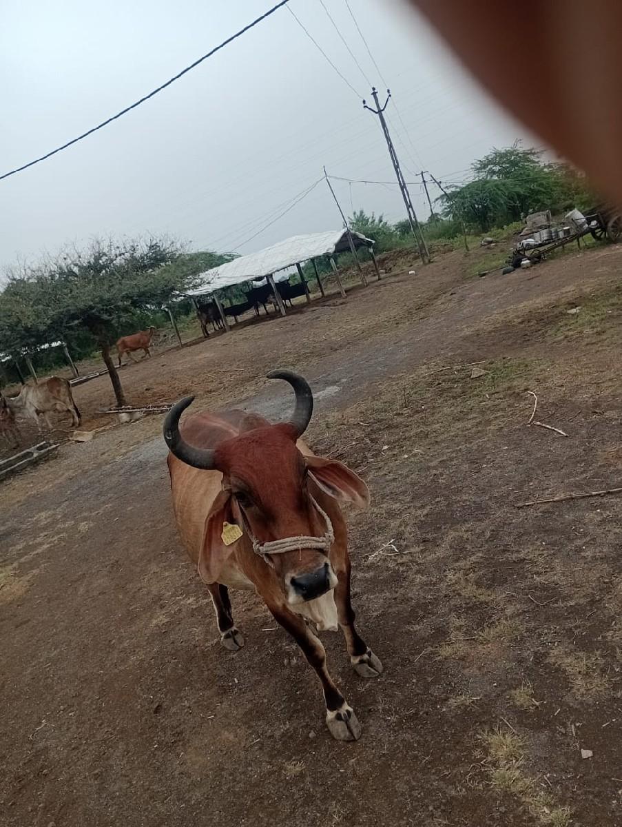 ગાય વેચવાની છે 7359258577
