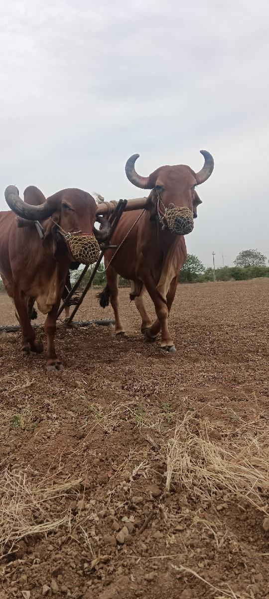 થંબનેલ 3