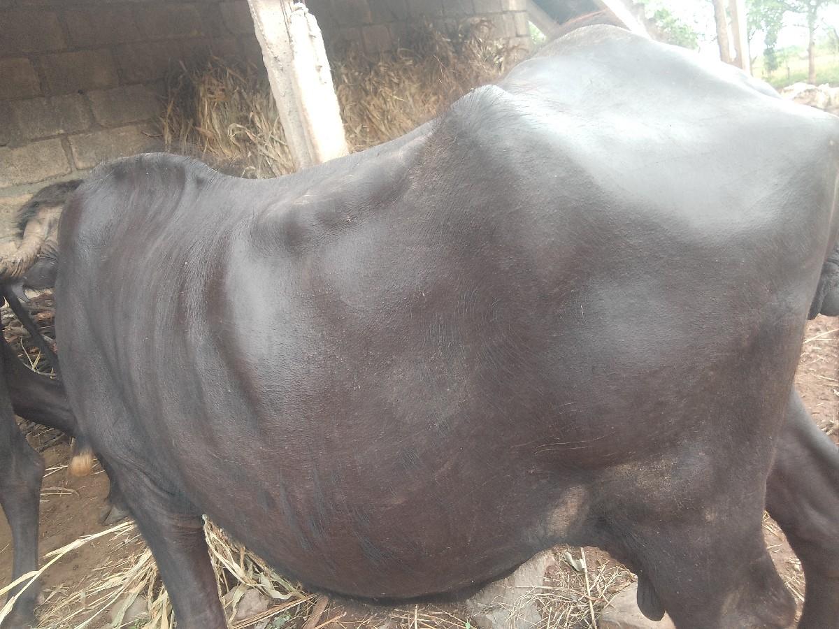 થંબનેલ 2