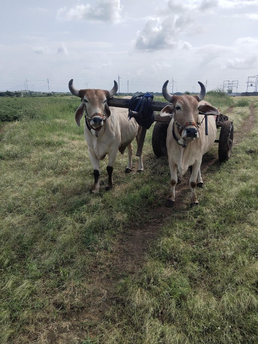 બળદ વેચવાના છે