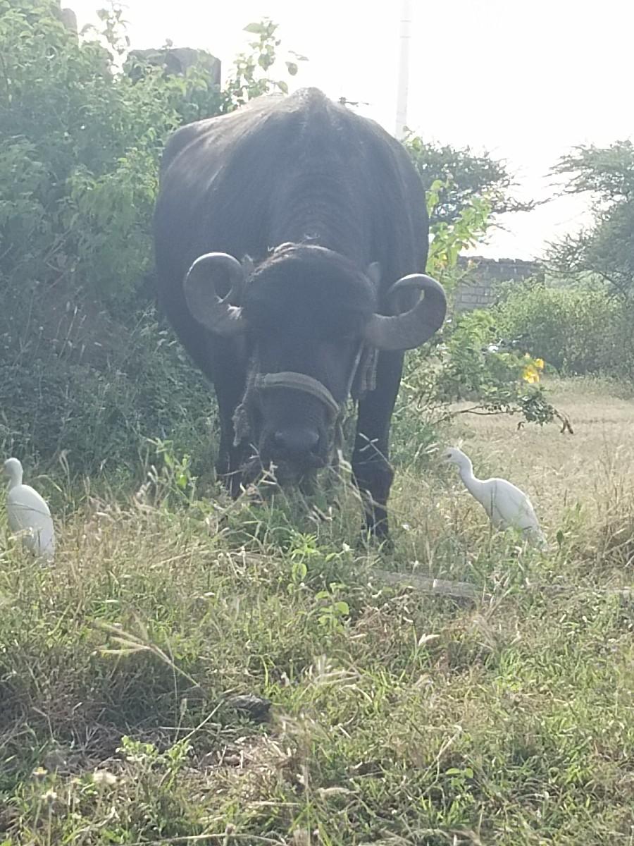 થંબનેલ 3