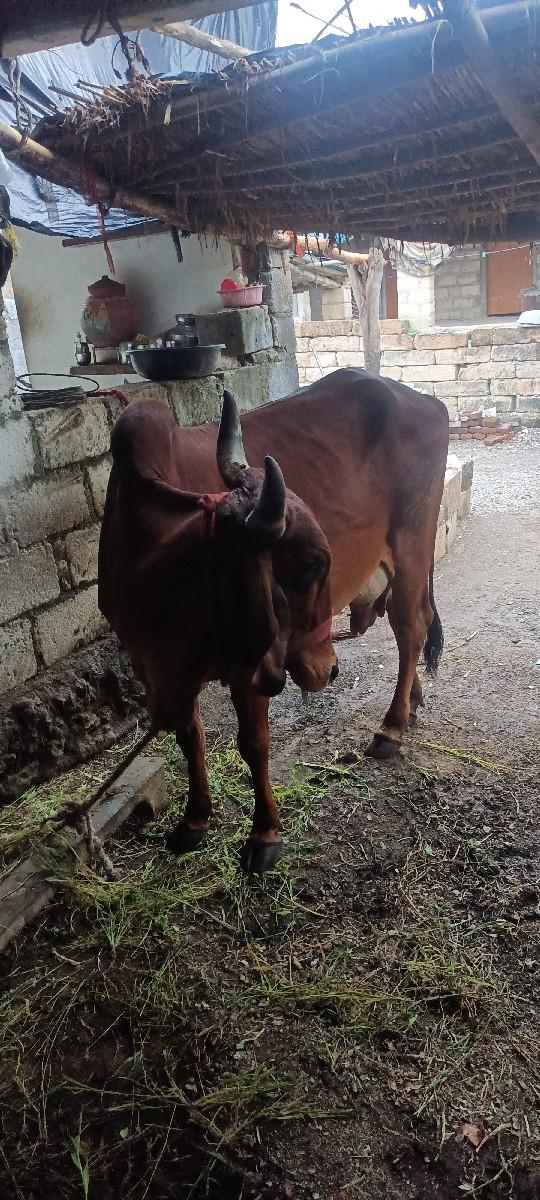 વેચવાની છે