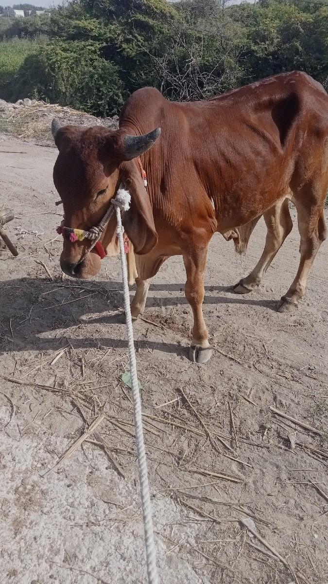 થંબનેલ 3