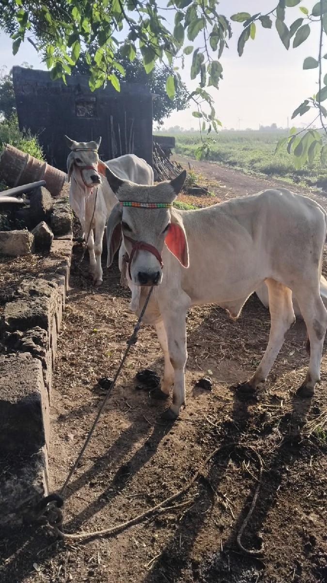 ગોઢલા છે