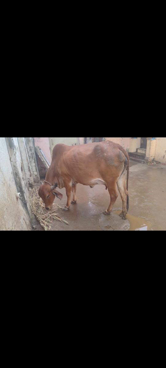 થંબનેલ 2