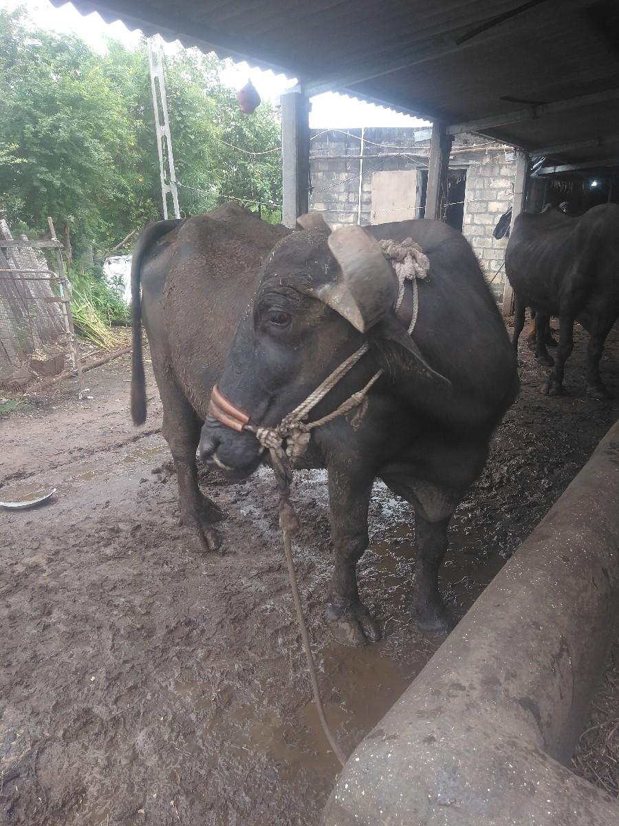 થંબનેલ 2