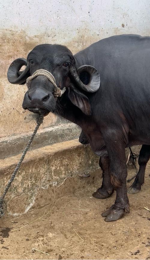 લેવી હોય તોજ તોજ કરવો