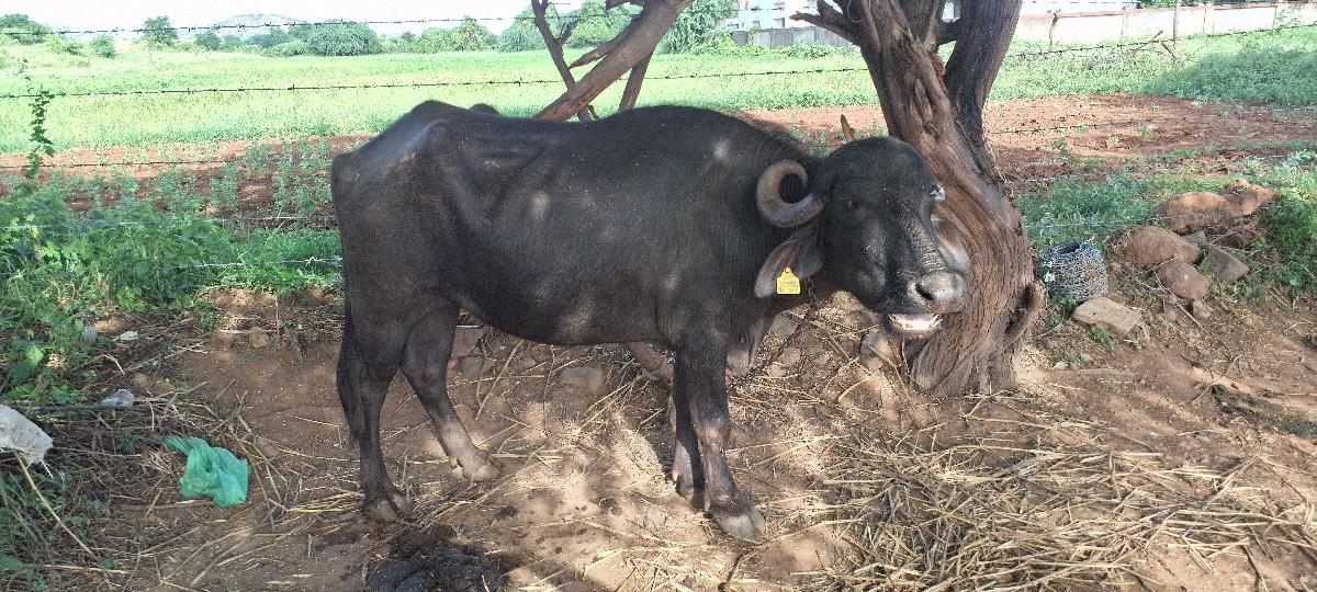 થંબનેલ 3