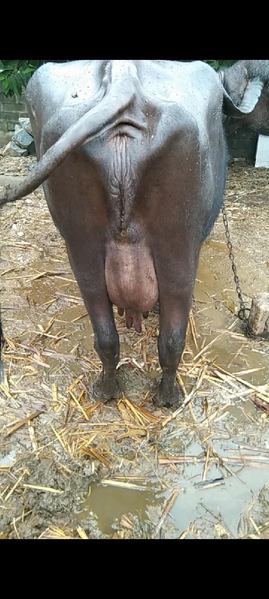 ભેંસ વેચવાની છે