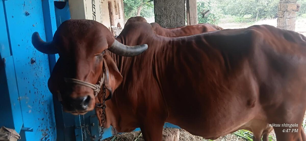 થંબનેલ 3