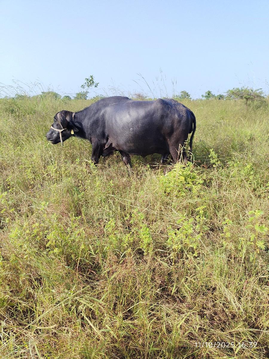 ભેંસ વેચવાની છે