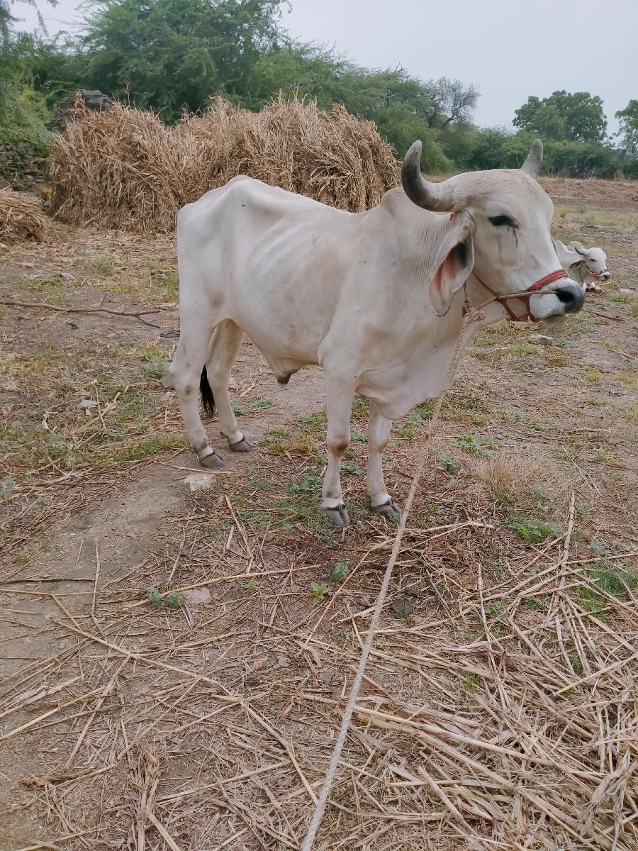 થંબનેલ 3