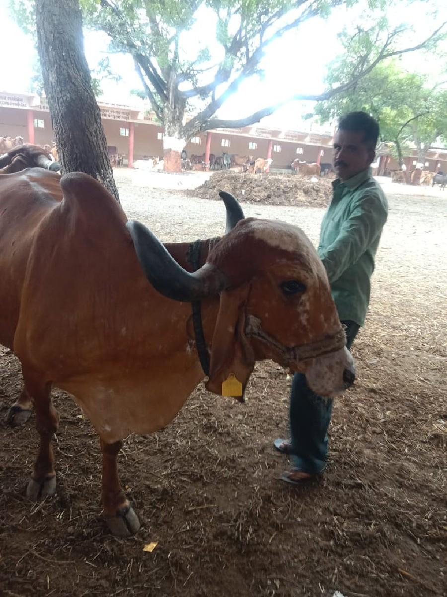 આ ગા વેચવા ની છે