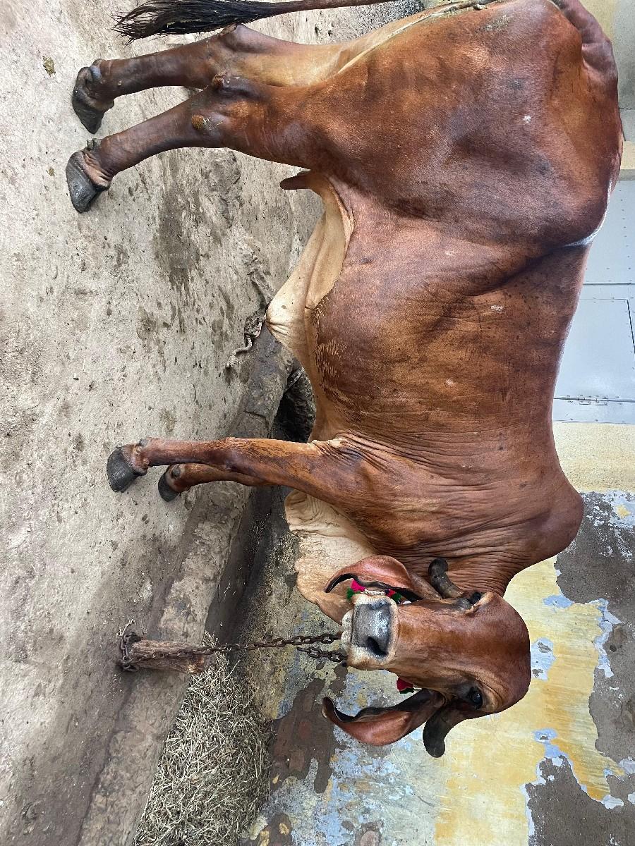 ગીર ગાય વેચવાની