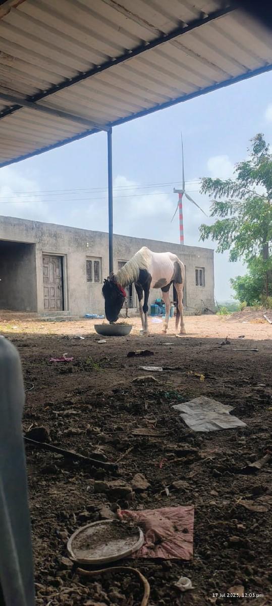 થંબનેલ 3