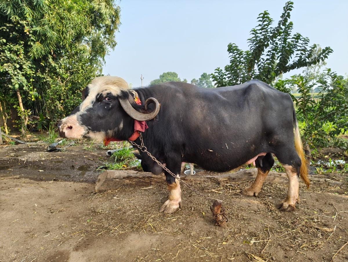 થંબનેલ 3