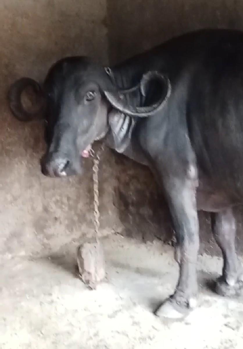 વિજય વાધેલા પાલિતાણા