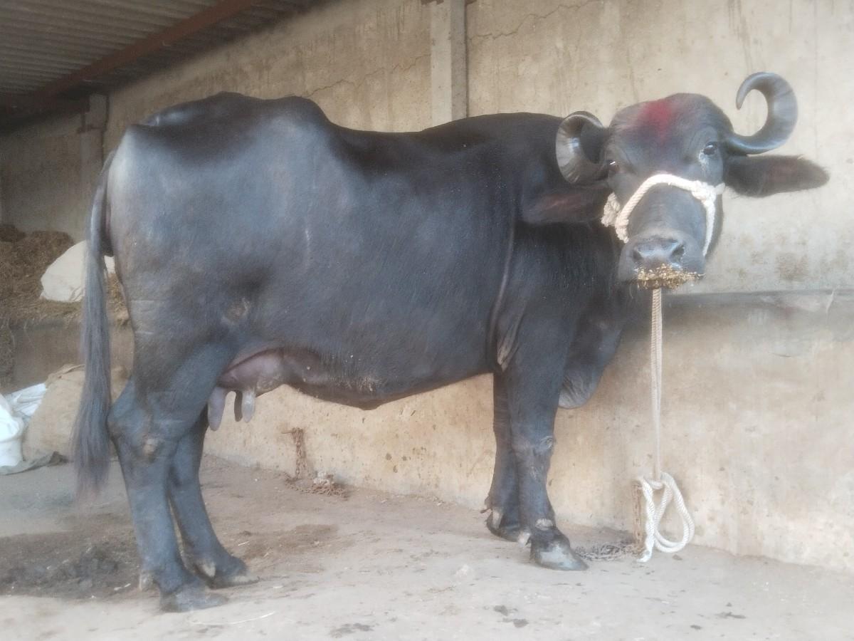 થંબનેલ 2