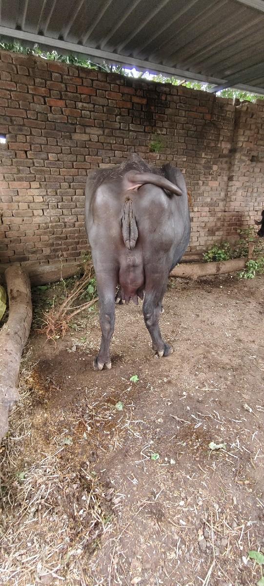 ભેસ વેચવાની છે