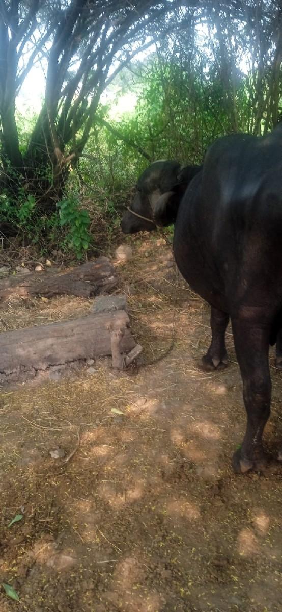 ખડેલી વેચવાની છે