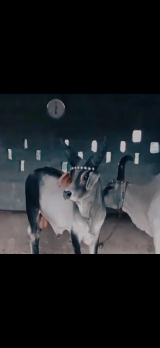 વેચવાનો છે