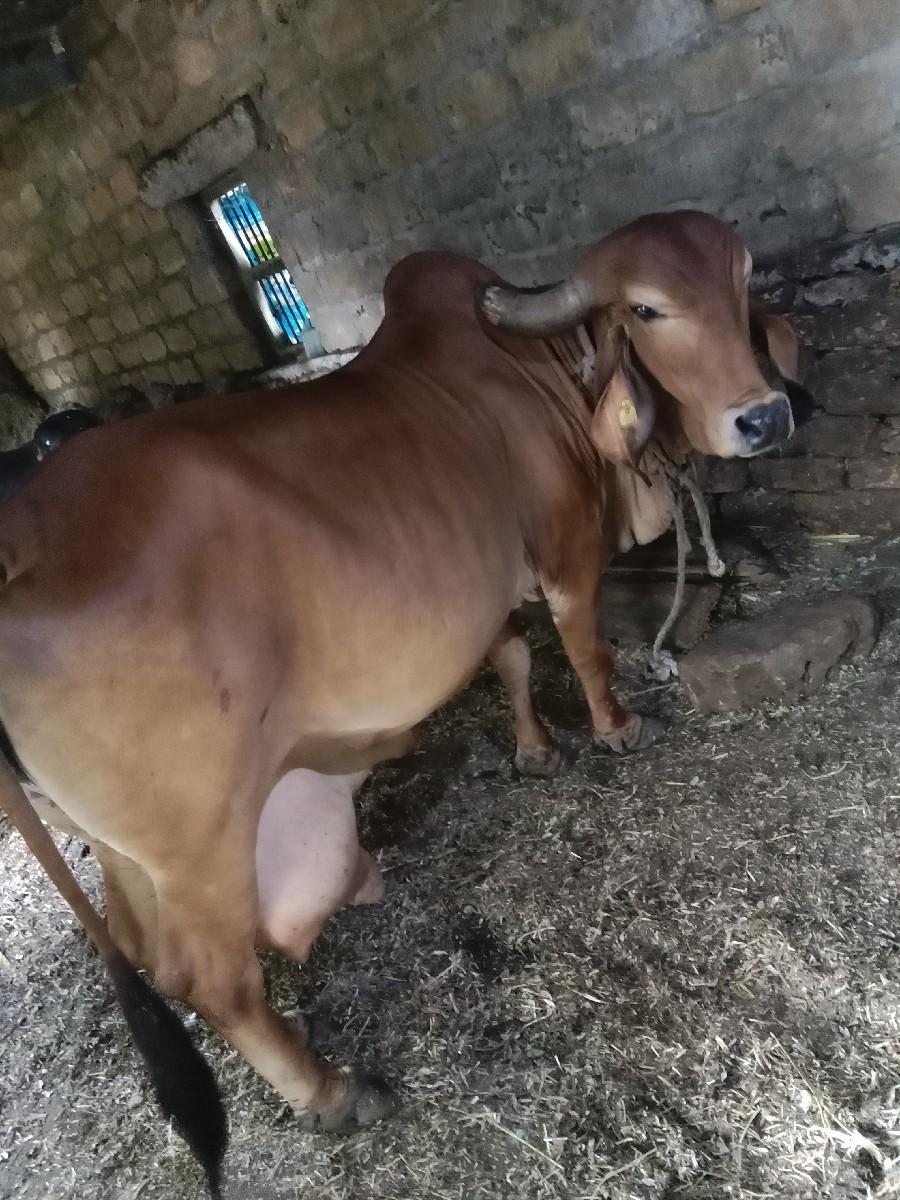 ગાય વેસવાની છે.