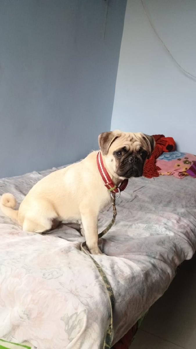 pug dog vechvani che