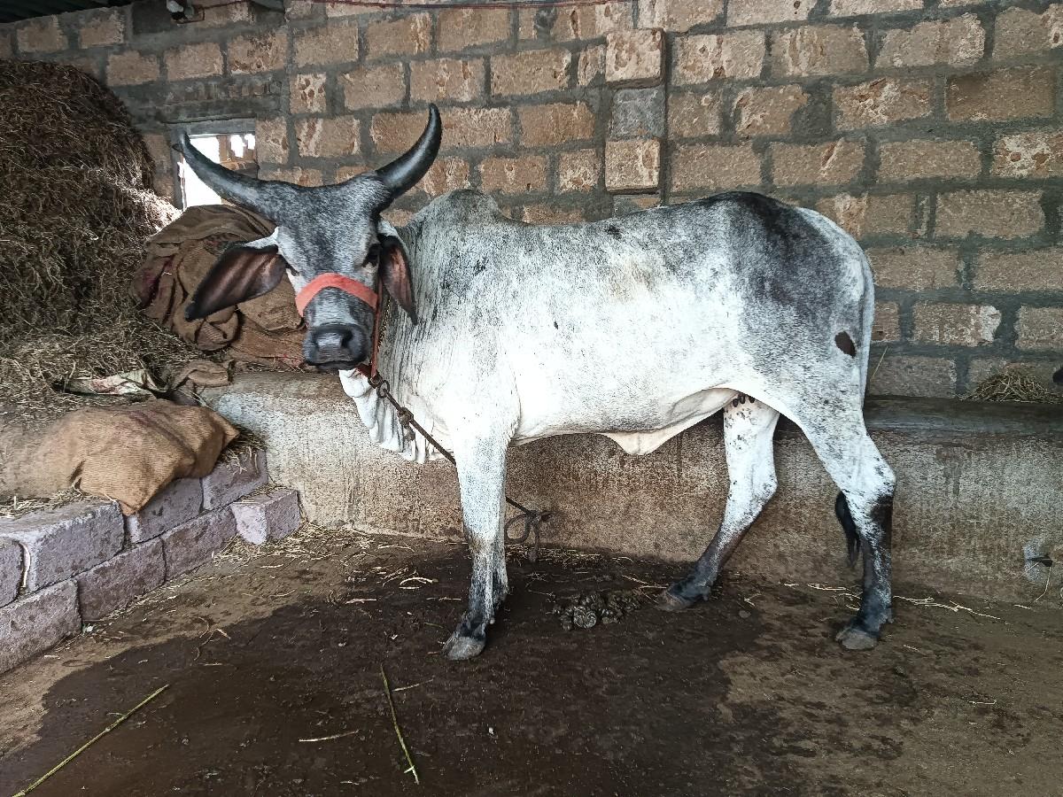 थंबनेल 3