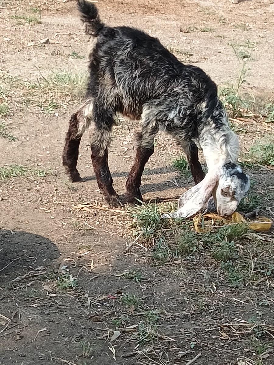 આ બકરાના સાટા પાડવાનાના