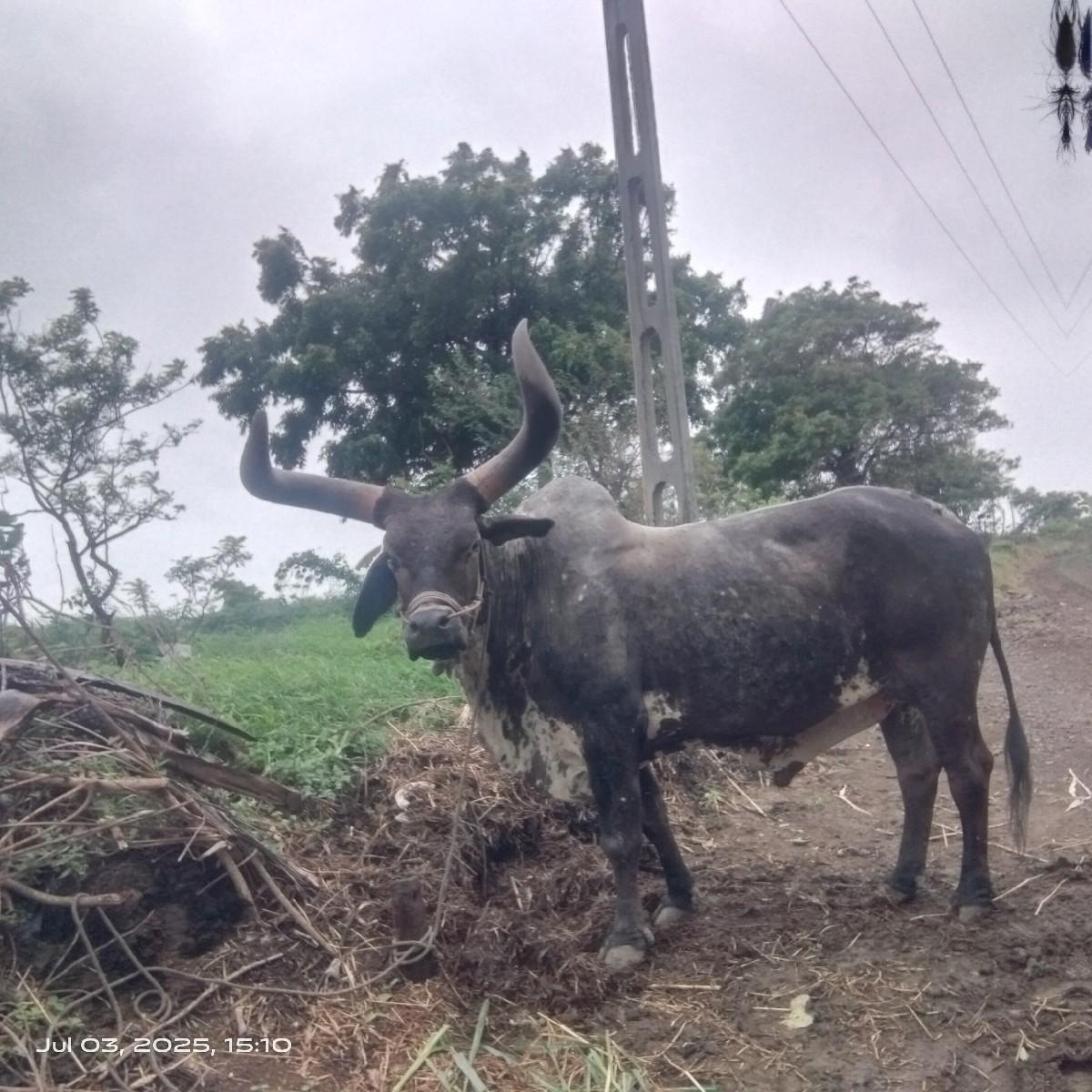 બળદ વેચવા નો છે જામબો એક સાવ ચોજો