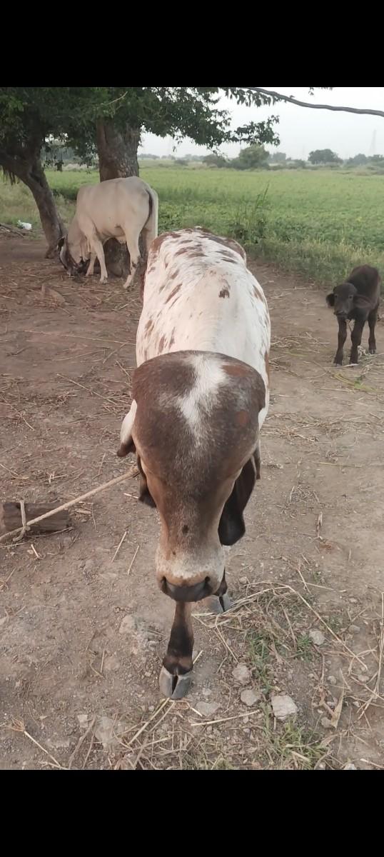 થંબનેલ 3