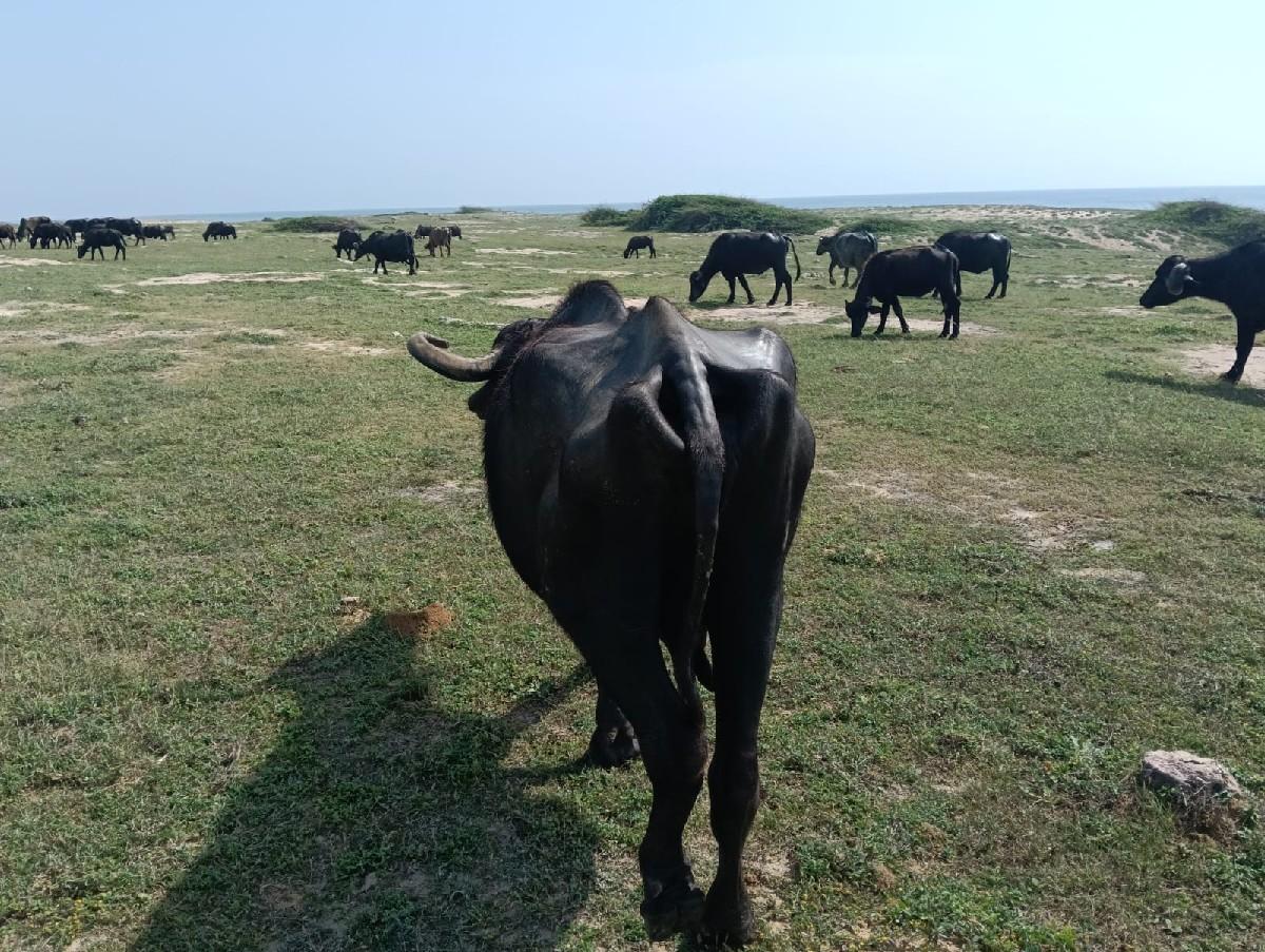 આ ૨ ભેસુ વેચવાની છે